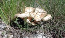 Старое казачье укрепление на Миусе, времен Петровских походов.