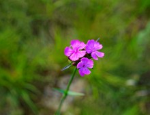Старое казачье укрепление на Миусе, времен Петровских походов.