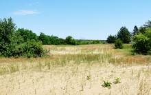 В лесах и песках на Северском Донце у хутора Наумов