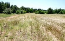 В лесах и песках на Северском Донце у хутора Наумов