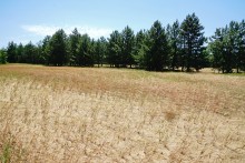 В лесах и песках на Северском Донце у хутора Наумов