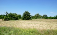 В лесах и песках на Северском Донце у хутора Наумов