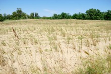 В лесах и песках на Северском Донце у хутора Наумов