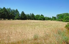 В лесах и песках на Северском Донце у хутора Наумов