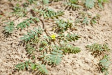 В лесах и песках на Северском Донце у хутора Наумов