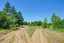 В лесах и песках на Северском Донце у хутора Наумов