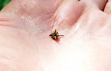 В лесах и песках на Северском Донце у хутора Наумов