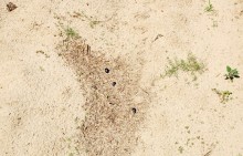 В лесах и песках на Северском Донце у хутора Наумов