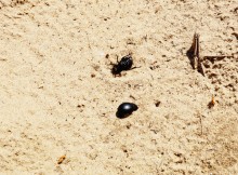 В лесах и песках на Северском Донце у хутора Наумов