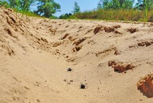 В лесах и песках на Северском Донце у хутора Наумов