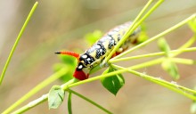 В лесах и песках на Северском Донце у хутора Наумов