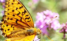 В лесах и песках на Северском Донце у хутора Наумов