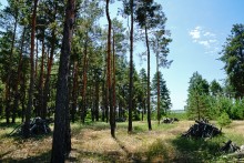 В лесах и песках на Северском Донце у хутора Наумов