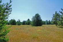 В лесах и песках на Северском Донце у хутора Наумов