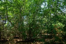 В лесах и песках на Северском Донце у хутора Наумов