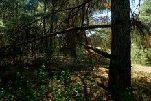 В лесах и песках на Северском Донце у хутора Наумов