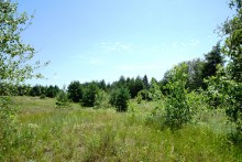 В лесах и песках на Северском Донце у хутора Наумов