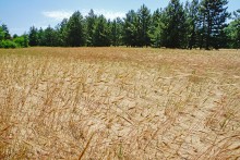 В лесах и песках на Северском Донце у хутора Наумов