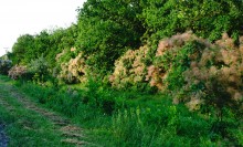 Чудеса в природе в 2021 г.