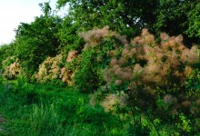 Чудеса в природе в 2021 г.