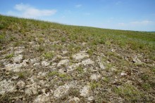 Типчаковые степи