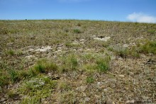 Типчаковые степи