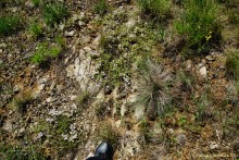 Типчаковые степи