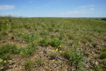 Типчаковые степи