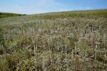 Типчаковые степи