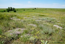 Типчаковые степи