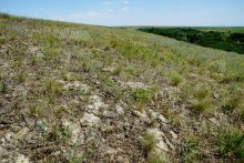 Типчаковые степи