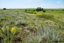 Типчаковые степи