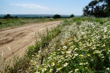 Леса у хутора Наумов на Северском Донце