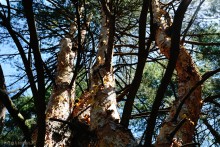 Леса у хутора Наумов на Северском Донце