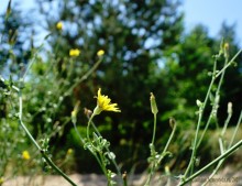 Леса у хутора Наумов на Северском Донце