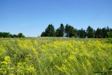 Леса у хутора Наумов на Северском Донце
