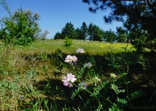 Леса у хутора Наумов на Северском Донце