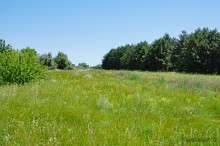 Леса у хутора Наумов на Северском Донце