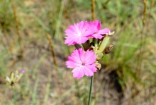 Леса у хутора Наумов на Северском Донце