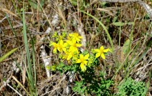 Леса у хутора Наумов на Северском Донце