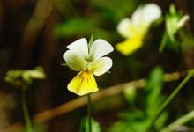 Леса у хутора Наумов на Северском Донце