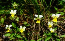 Леса у хутора Наумов на Северском Донце