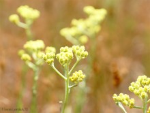 Леса у хутора Наумов на Северском Донце