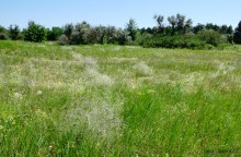 Леса у хутора Наумов на Северском Донце