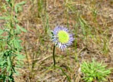 Леса у хутора Наумов на Северском Донце