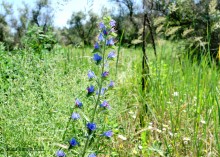 Леса у хутора Наумов на Северском Донце