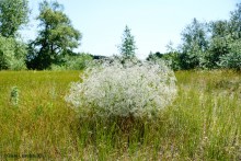 Леса у хутора Наумов на Северском Донце