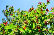 Леса у хутора Наумов на Северском Донце