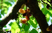 Леса у хутора Наумов на Северском Донце