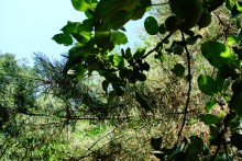 Леса у хутора Наумов на Северском Донце